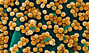 Diseñan una "bomba genética" selectiva ante las bacterias dañinas