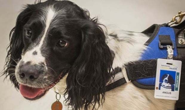 Dos perros 'cazabacterias', nueva arma contra la desinfección de hospitales