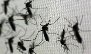 EEUU comienza a probar en personas la primera vacuna contra el zika