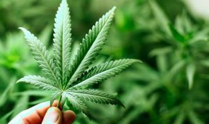 El cannabis no logra los resultados esperados en epilepsia