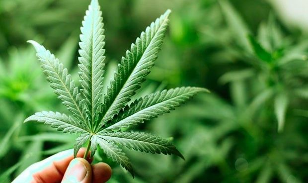 El cannabis no logra los resultados esperados en epilepsia