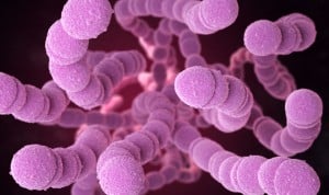 El estudio muestra que virus específicos en los intestinos pueden tener un efecto beneficioso sobre la flora intestinal