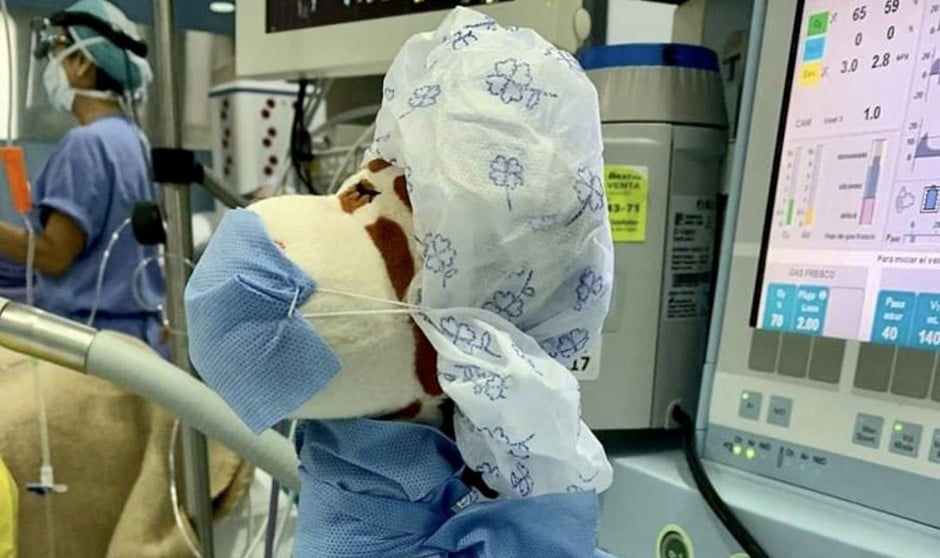 El emocionante gesto de un enfermero a un niño en quirófano