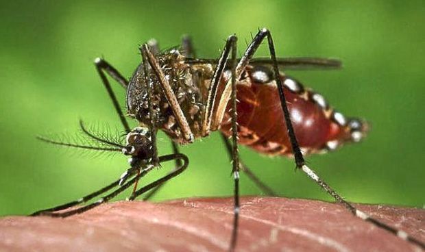 El Gobierno confirma dos nuevas infecciones por dengue en España