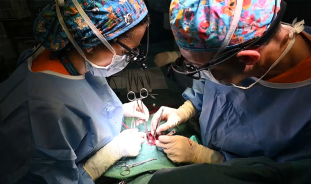 Dos cirujanos realizan el primer trasplante parcial de corazón en una bebé en el Hospital Gregorio Marañón. 