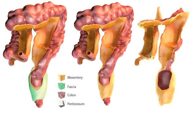 El mesenterio 'asciende' hasta ser considerado un nuevo órgano