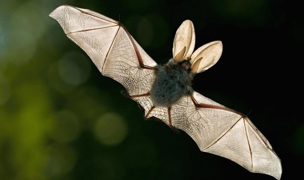 El origen de la leucemia está en la sangre del murciélago