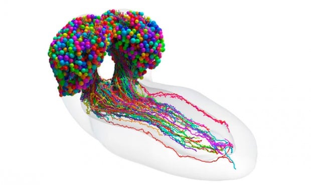 Científicos completan el primer mapa del cerebro de un insecto, en la búsqueda por entender cómo pensamos