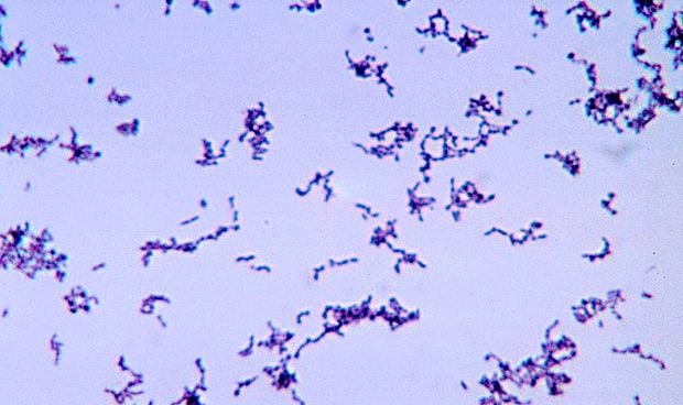 El uso de antibióticos tópicos contra el acné causa resistencia bacteriana