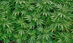 El uso terapéutico de la marihuana reduce el gasto farmacéutico