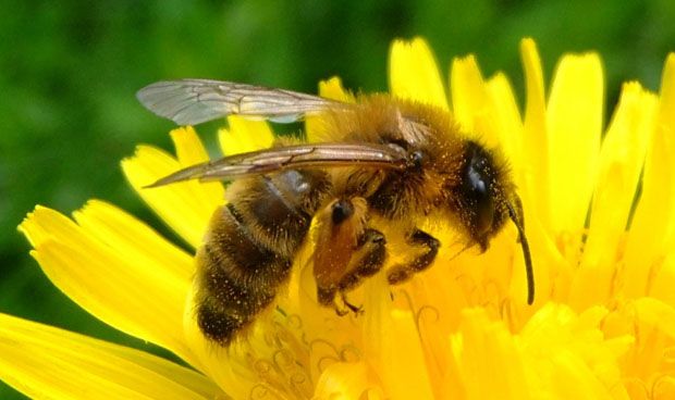 El veneno de abeja suprime la inflamación de la dermatitis atópica 
