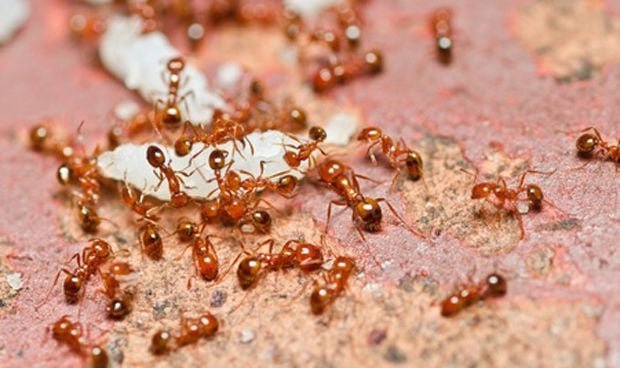 El veneno de las hormigas fuego, nuevo intento contra la psoriasis