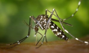 El verano azuza los casos de zika: crecen un 27% los contagios en España