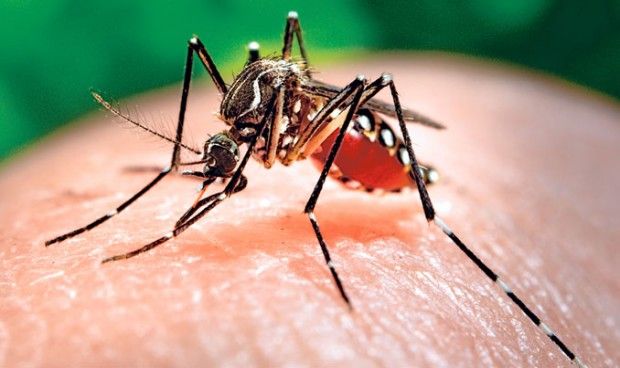 El virus del zika combate las células tumorales del cerebro