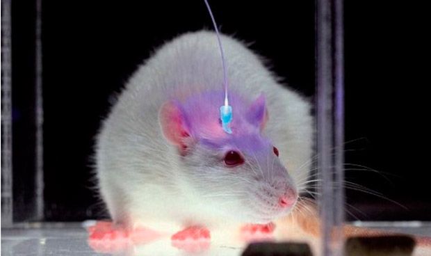 Encuentran un método no invasivo para manipular el cerebro con luz