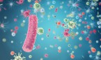 Encuentran un vínculo entre las bacterias intestinales y la ansiedad
