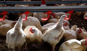 España detecta su primer caso de gripe aviar en humanos 