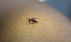 España tendrá vacuna de una enfermedad por mosquitos que lleva al coma