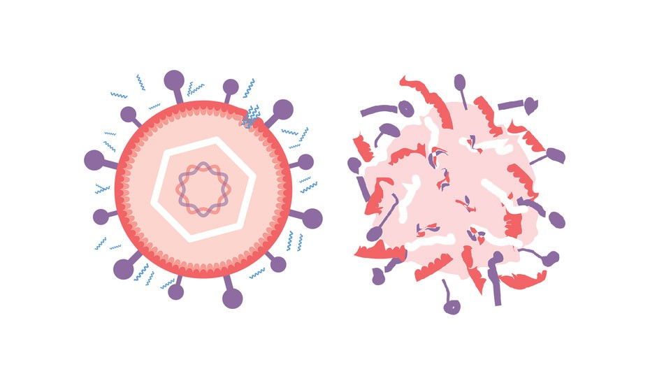 Estudian si los peptoides frente al herpes consiguen prevenir el Covid-19
