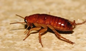 Graban la cirugía para extraer una cucaracha viva de un cráneo