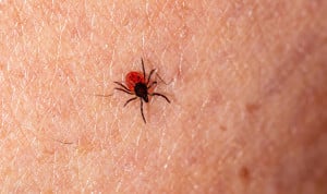 Fiebre hemorrágica de Crimea-Congo: síntomas y cómo se transmite