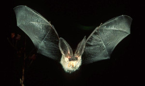 Frenar contagios del virus Nipah: 2 estrategias contra un patógeno sin cura