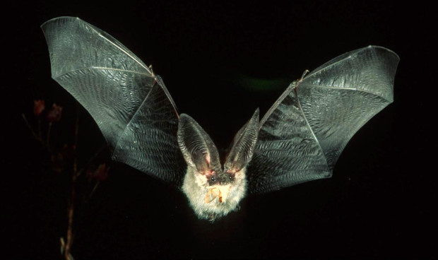 Frenar contagios del virus Nipah: 2 estrategias contra un patógeno sin cura