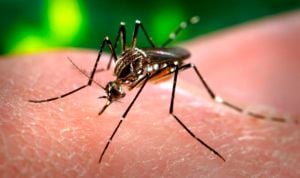 Hallan en Brasil los primeros mosquitos infectados con Chikungunya