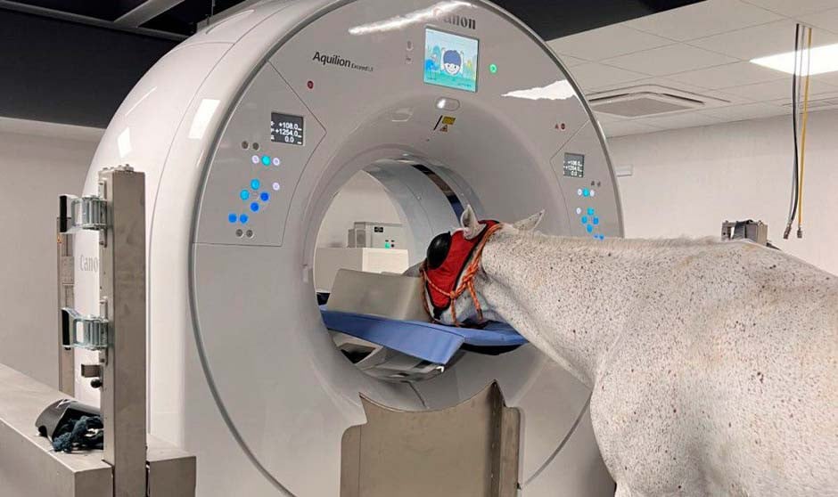 Clínica Equina Madrid, España, Universidad Complutense Veterinaria