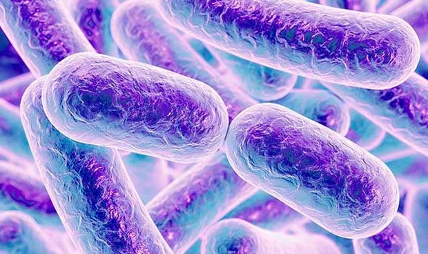 Identifican 8.000 cepas bacterianas en el tracto digestivo humano
