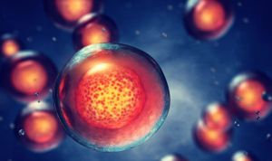 Identifican las células madre 'ideales' para regenerar la sangre