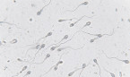Inesperado efecto de los fármacos tipo Ozempic en la fertilidad masculina