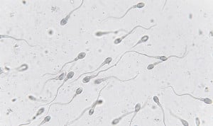La investigación analiza el impacto de fármacos como Ozempic en los niveles de testosterona.