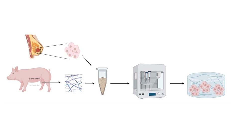 Investigadores crean una 'biotinta' para la bioimpresión 3D de tumores 