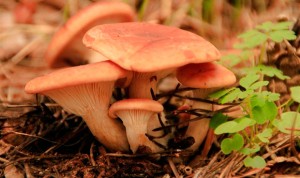 Investigadores descubren propiedades antitumorales en un hongo del suelo