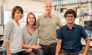 Investigadores españoles crean células hepáticas a partir de células madre 