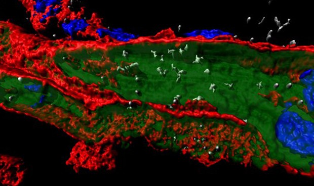 Investigadores españoles identifican cómo la gripe provoca daño cardiaco