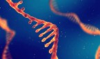 Investigadores hallan nuevas causas de autismo en el ADN 'basura'