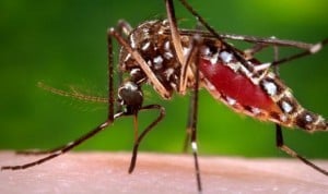 Islandia diagnosticó por error chikungunya a turistas que estaban en España