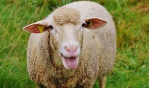 La capacidad de la oveja para reconocer fotos da pistas sobre el Huntington