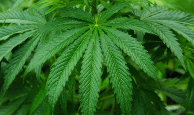 La 'cara amable' del cannabis trata la epilepsia sin efectos negativos