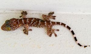 La cola de un gecko, pista para regenerar la médula espinal