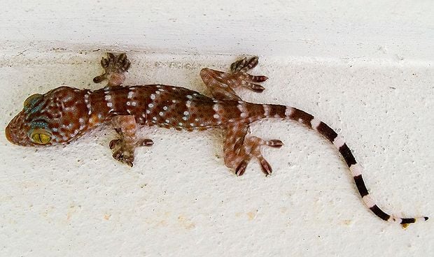 La cola de un gecko, pista para regenerar la médula espinal