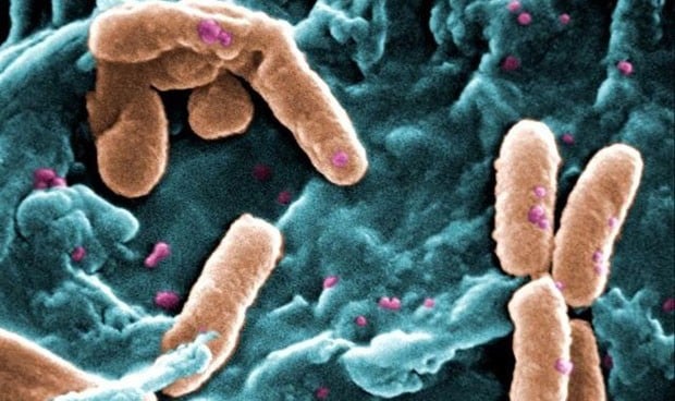 La confusión entre gluten y bacterias, posible origen de la celiaquía