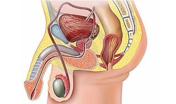 La distancia entre el ano y el pene influye en la calidad del semen La-distancia-entre-el-ano-y-el-pene-influye-en-la-calidad-del-semen-3699_620x368