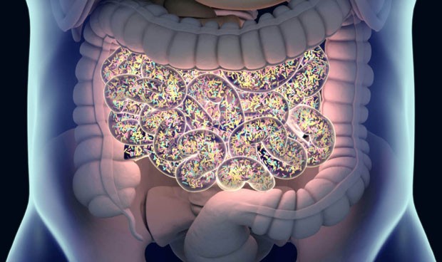 La flora intestinal funciona como 'alerta' de enfermedades reumáticas