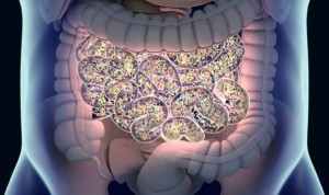 La flora intestinal funciona como 'alerta' de enfermedades reumáticas