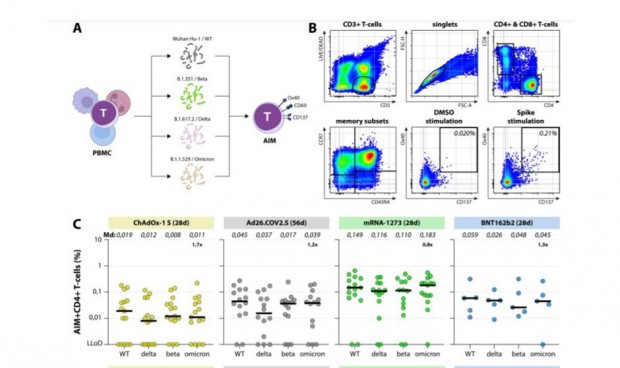 La inmunidad por células T compensa el bajón de los anticuerpos con Ómicron