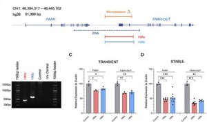 Un estudio de la University College of London avanza en la mutación FAAH-OUT que  procesa los endocannabinoides capaz de mantener la paz y tranquilidad constante en el organismo