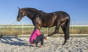 Práctica de fisioterapia animal, avalada por Justicia